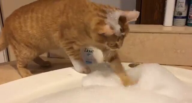 Kot się umył i wykąpał, zaskakując internautów. Wideo