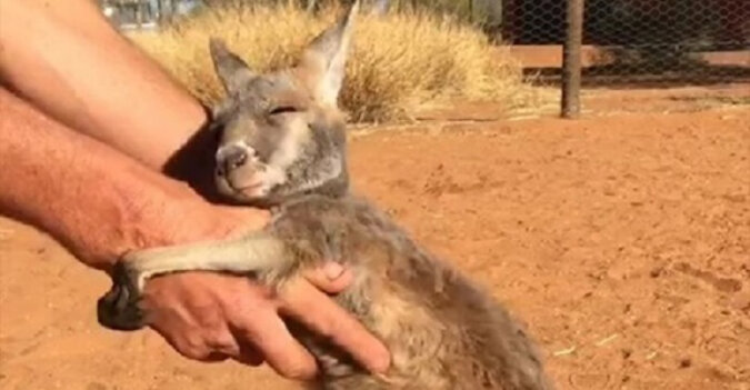 Mały kangur szaleńczo uwielbia się przytulać