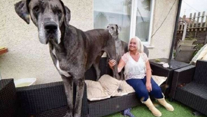 Freddy - oficjalnie największy pies świata