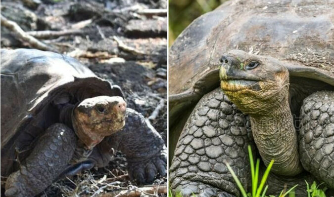 Naukowcy odkryli żółwia od 100 lat uważanego za wymarłego