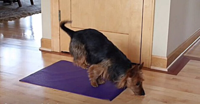Pies rozłożył matę do jogi i pokazuje, jak trzeba ćwiczyć