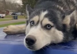 Uroczy husky upodobał sobie dach samochodu i teraz jego właściciel zawsze się spóźnia. Wideo