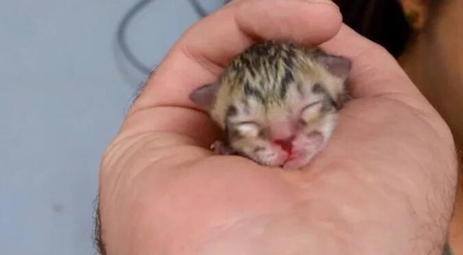 Pewna rodzina znalazła na środku drogi maleńkiego kociaka: urodził się zaledwie kilka godzin temu