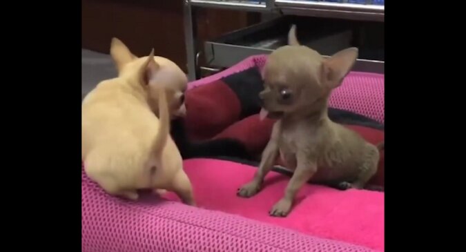 Szczenięta rasy Chihuahua postanowiły zawalczyć o miejsce na poduszce. Urocze wideo