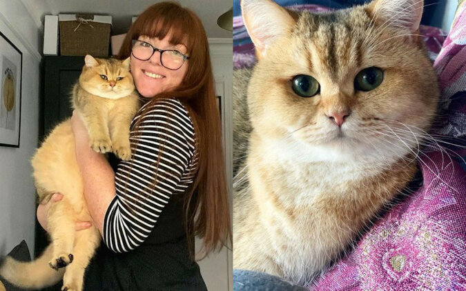 Właścicielka przez przypadek rozsypała karmę, a reakcja kota uczyniła go sławnym w Internecie
