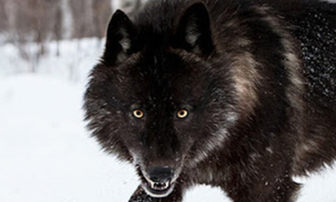 Najrzadziej występujący czarny wilk z Minnesoty, którego udało się uchwycić fotografowi