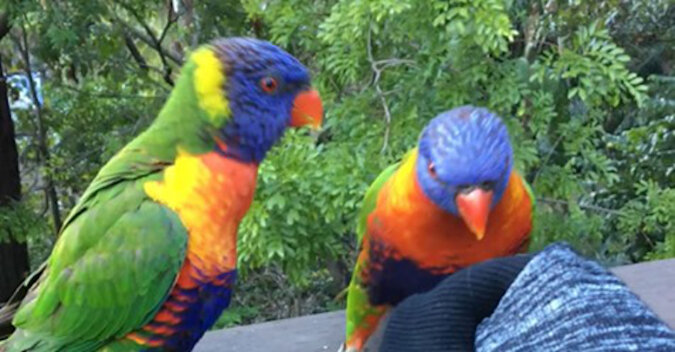 Niezwykłe papugi tańczą na balkonie. Wideo