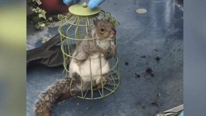 Wiewiórka wlazła do karmnika dla ptaków i zjadła tyle, że nie mogła się wydostać