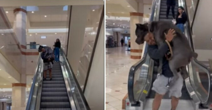 Właściciel nosi swojego olbrzymiego psa na rękach, ponieważ zwierzak boi się ruchomych schodów