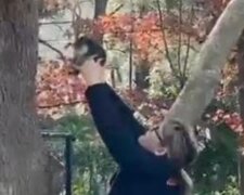 Wzruszające wideo: mała koala została zwrócona matce