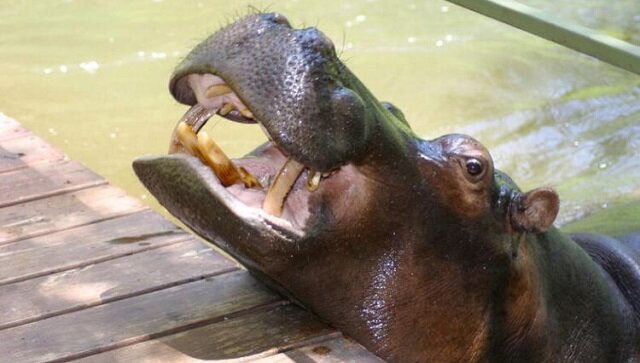 Hipopotam z wielką miłością „odpłacił” człowiekowi, który uratował go przed śmiercią